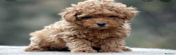 Caniche Toy perros en venta: Caniche toy - Anuncio 4