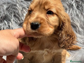 Cocker Spaniel Inglés perros en Barcelona - Anuncio 6
