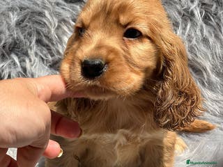 Cocker Spaniel Inglés perros Cocker inglés dorado en Barcelona - Anuncio 18