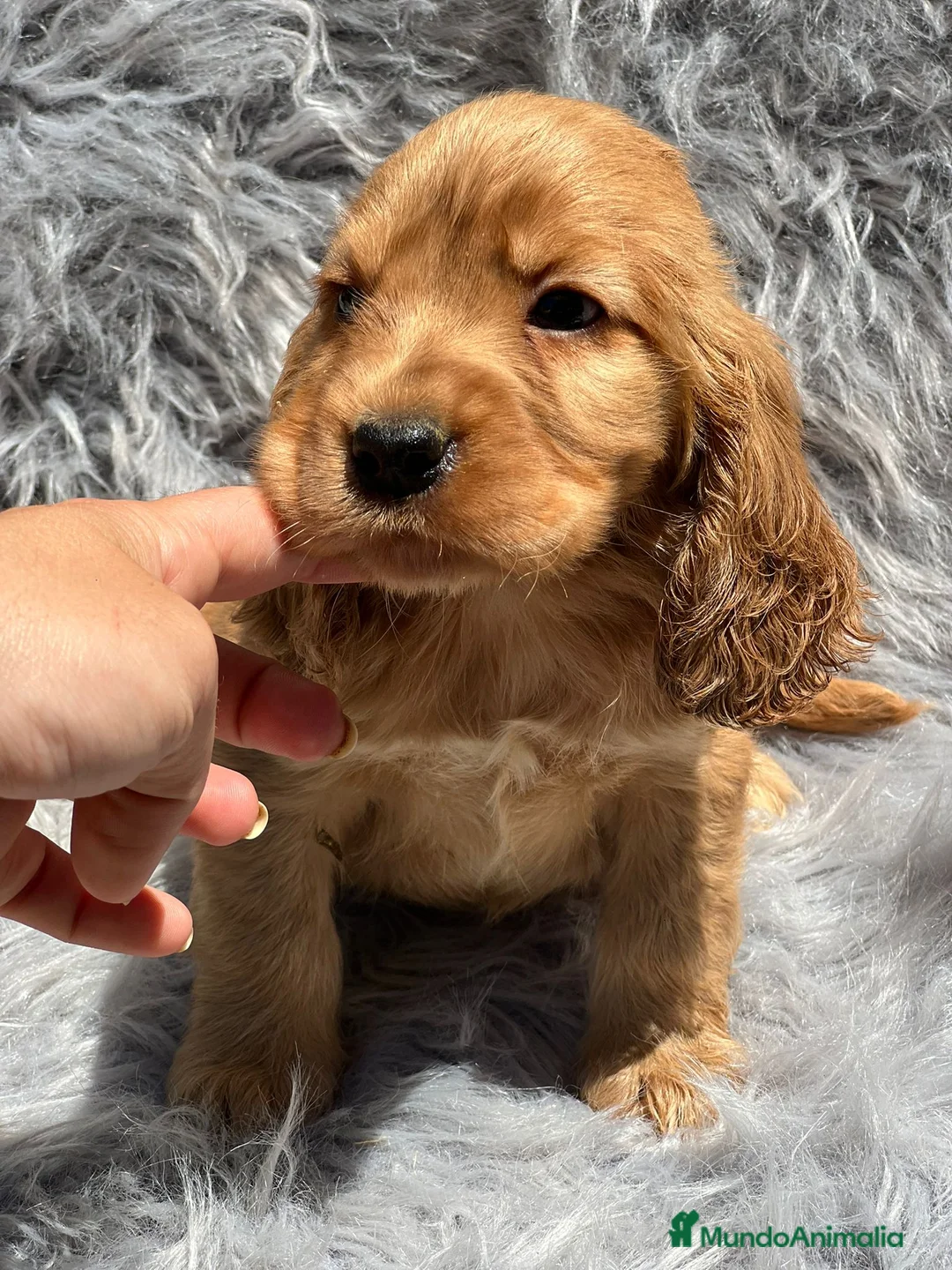 Cocker Spaniel Inglés perros en venta: Cocker inglés dorado en Barcelona - Anuncio 1