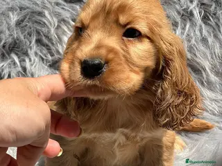 Cocker Spaniel Inglés perros Cocker inglés dorado en Barcelona - Anuncio 20