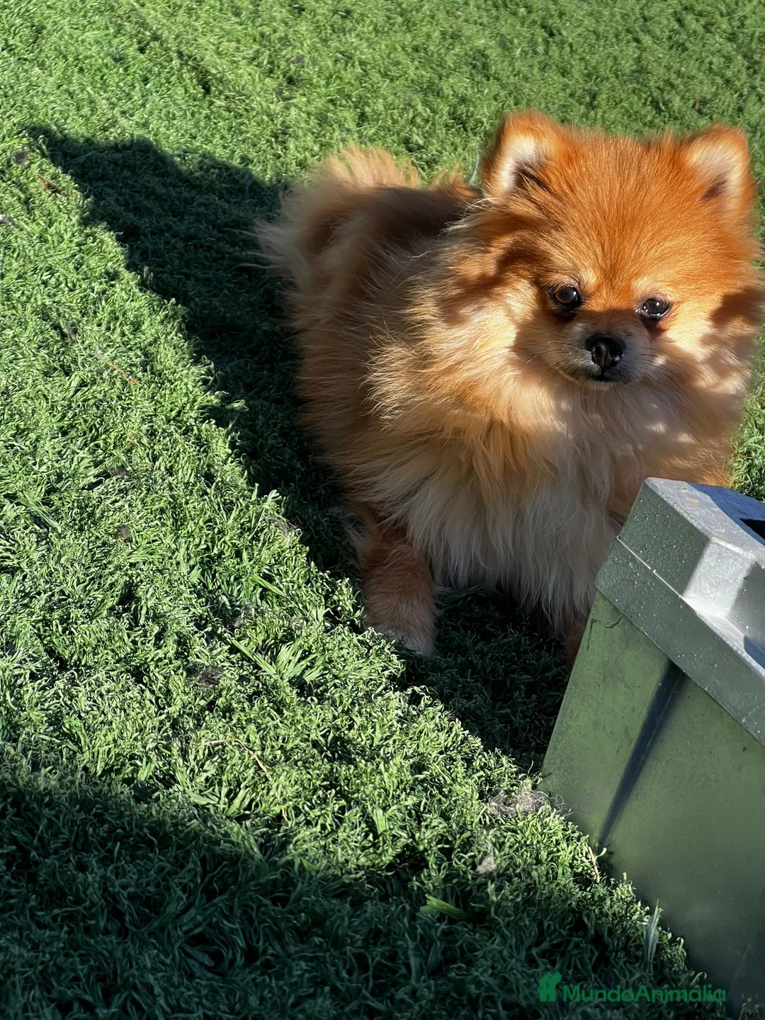 Pomerania perros en venta: Pomerania  - Anuncio 1