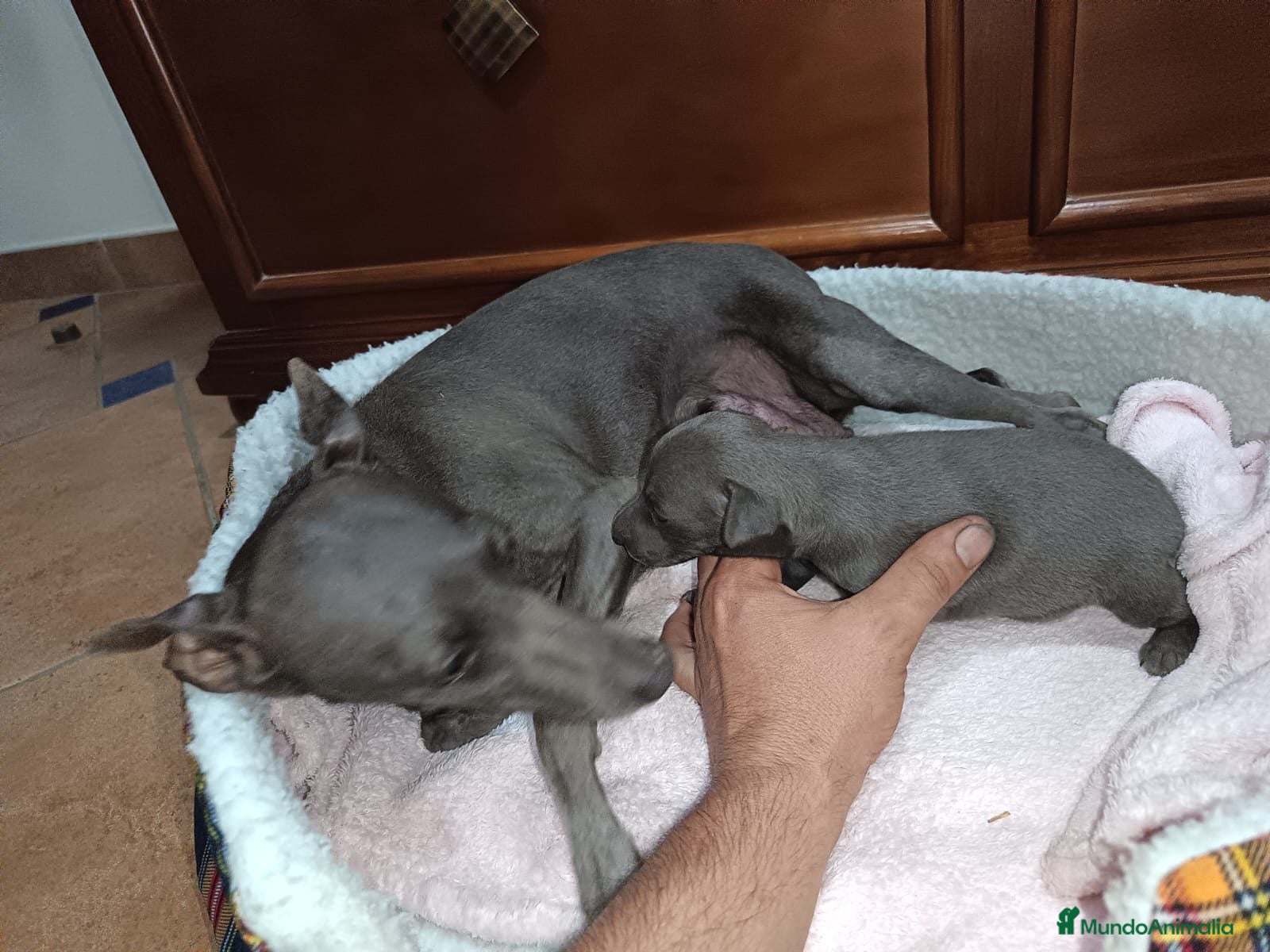 Pequeño Lebrel Italiano perros Cachorro de lebrel italiano  - Anuncio 1