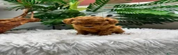 Caniche Toy perros en venta: CANICHE TOY - Anuncio 19