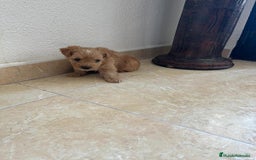Yorkshire Terrier perros en venta: YORSHIRE - Imagen 11