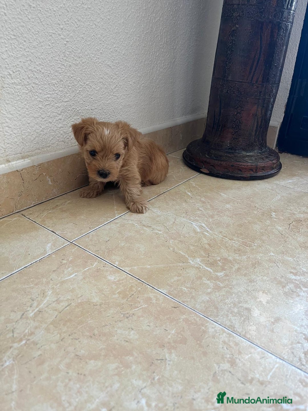 Yorkshire Terrier perros en venta: YORSHIRE - Imagen 11