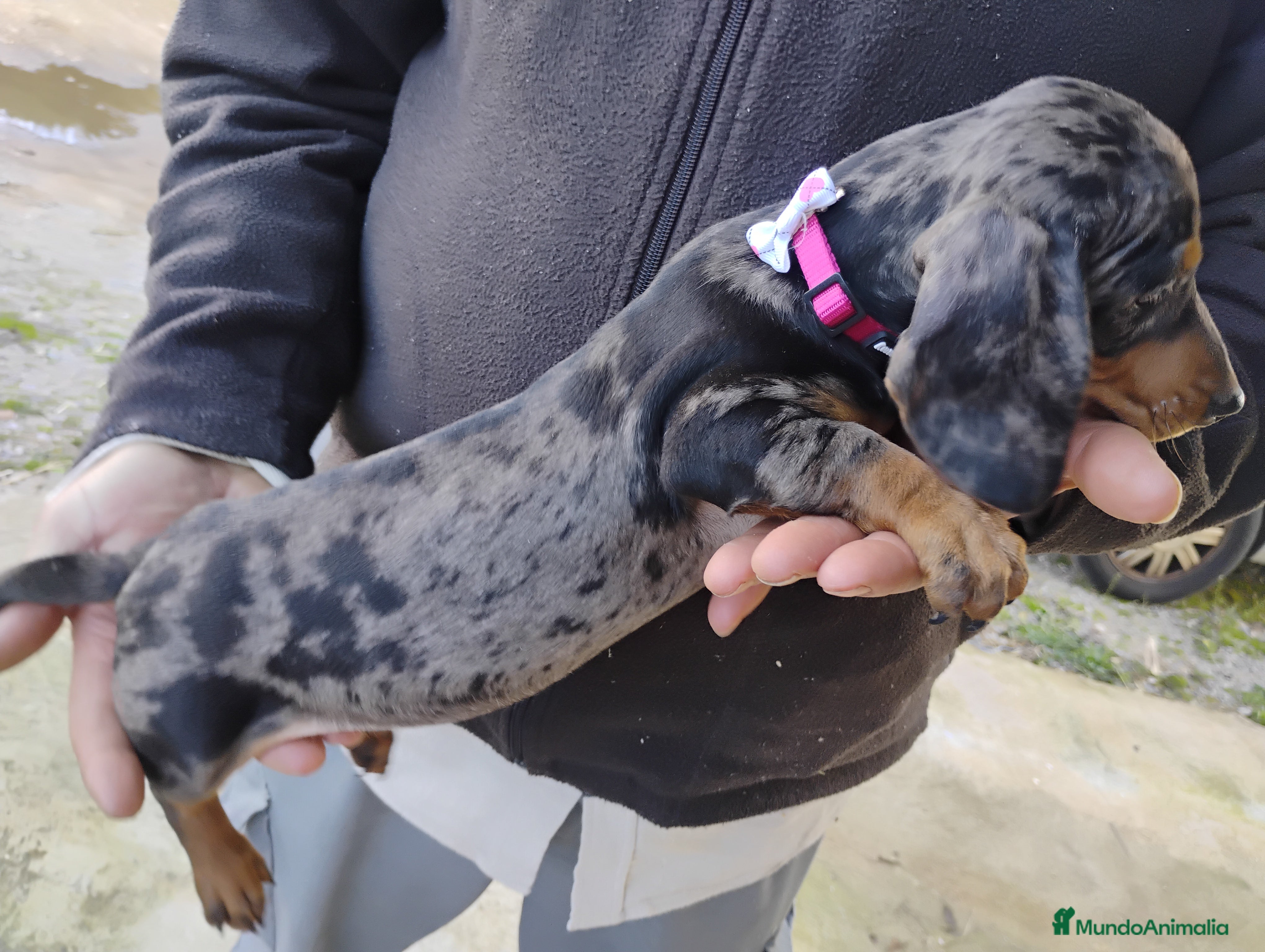 Teckel Miniatura perros Hembra teckel arlequín plata miniatura  - Anuncio 2