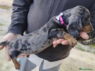 Teckel Miniatura perros Hembra teckel arlequín plata miniatura - Anuncio 2