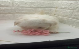Bichón Maltés perros en venta: Bichon maltés top del Valle  - Imagen 2