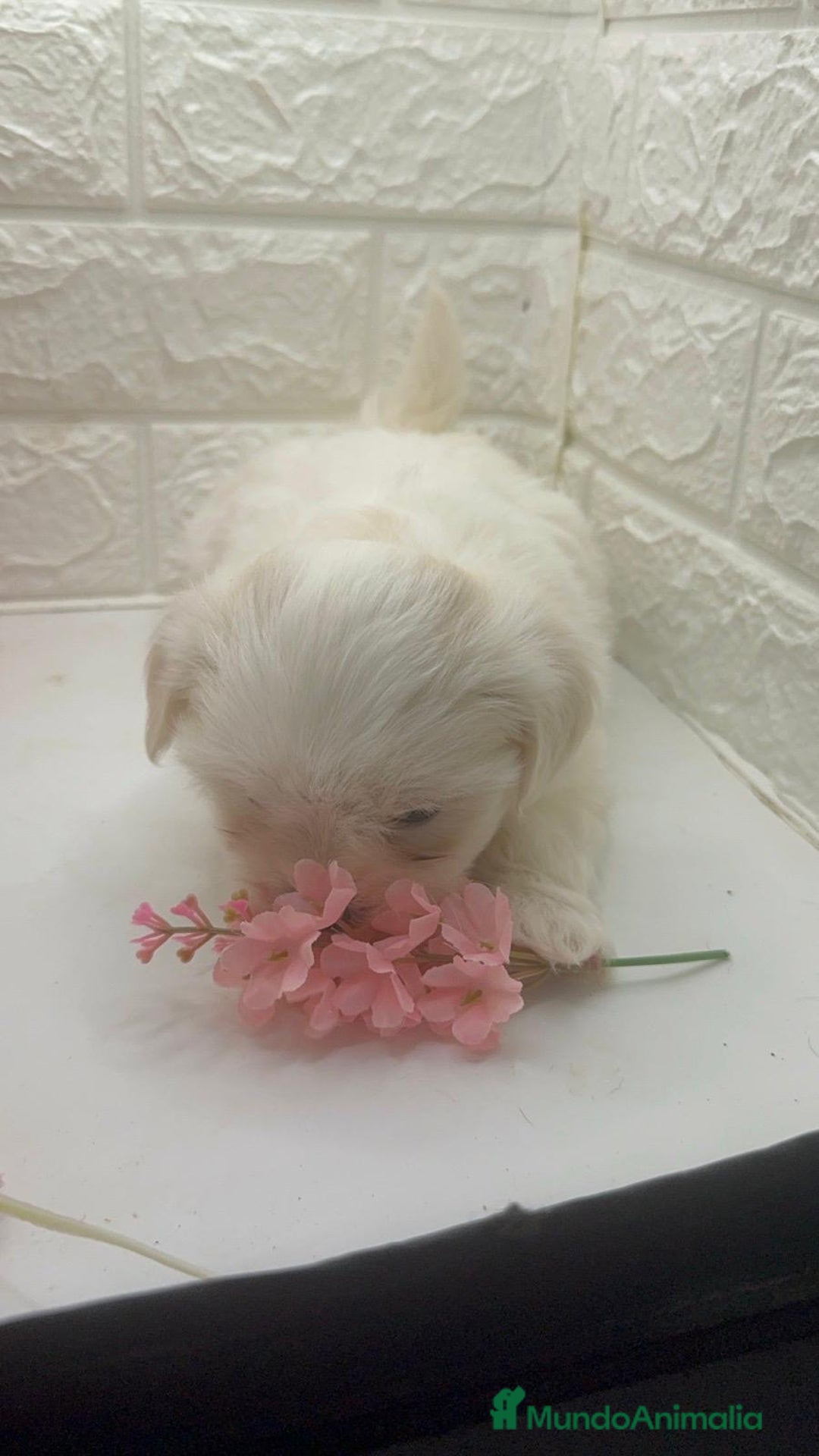 Bichón Maltés perros en venta: Bichon maltés top del Valle  - Imagen 2