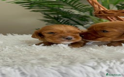 Cocker Spaniel Inglés perros en venta: COCKER SPANIEL INGLES - Imagen 17
