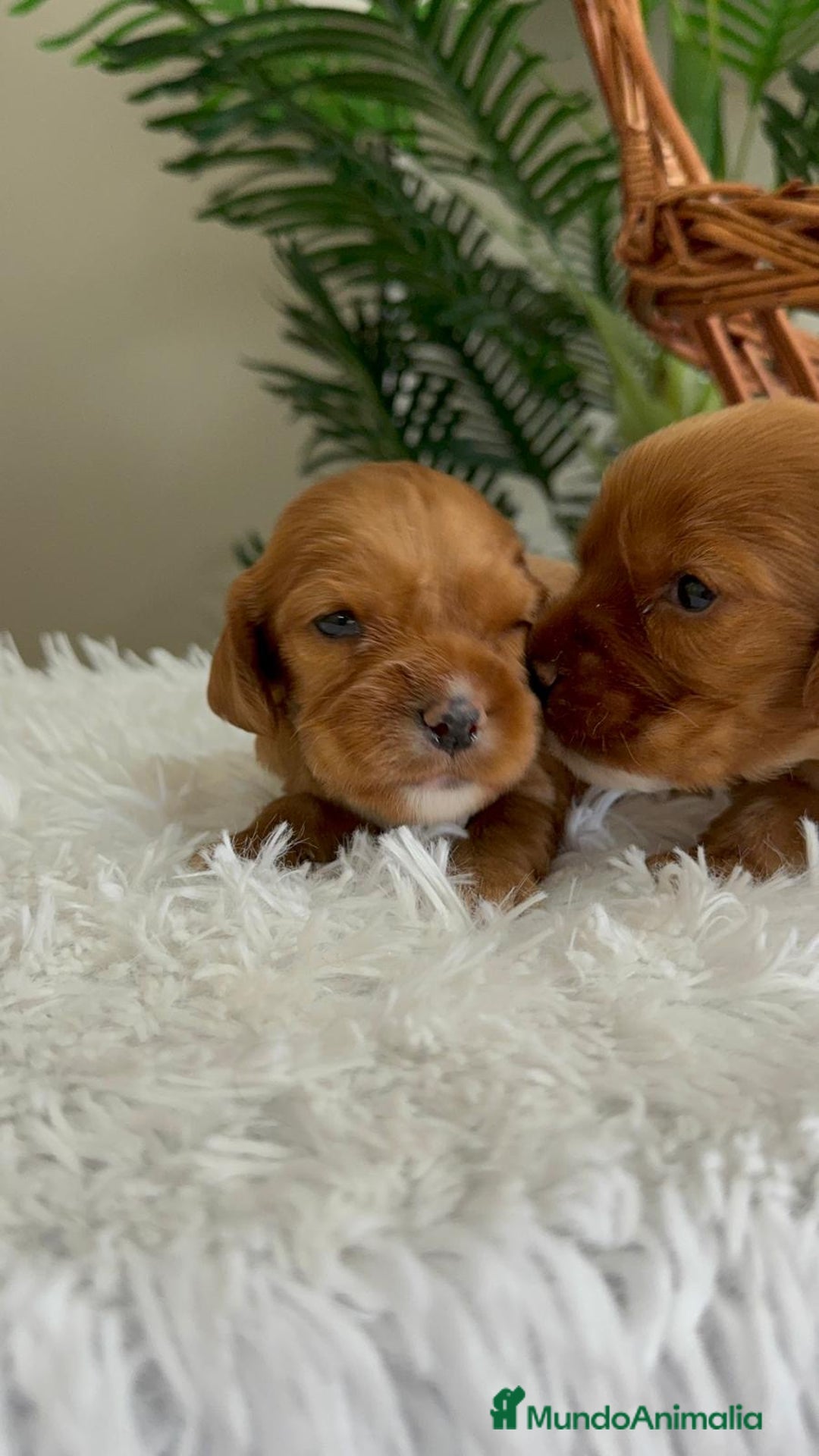 Cocker Spaniel Inglés perros en venta: COCKER SPANIEL INGLES - Imagen 17