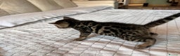 Bengalí gatos en venta: GATOS BENGALÍS  en Madrid - Anuncio 2