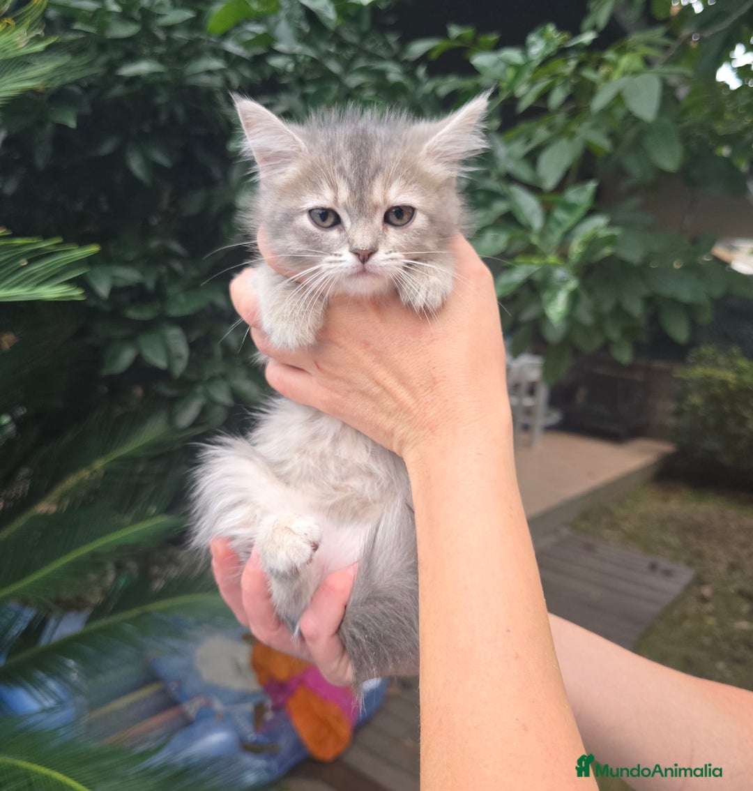 Británico de Pelo Corto gatos en venta: Gatcot.com - Imagen 1