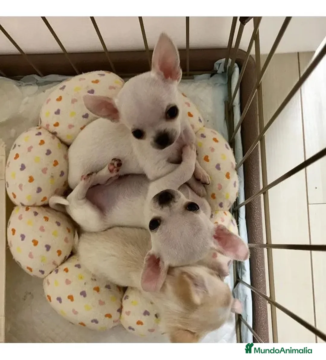 Chihuahua perros en venta: CHIHUAHUAS MINI ( TODA ESPAÑA )  - Anuncio 3