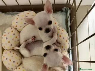 Chihuahua perros CHIHUAHUAS MINI ( TODA ESPAÑA ) - Anuncio 20