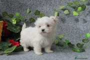 Bichón Maltés Cachorro 1