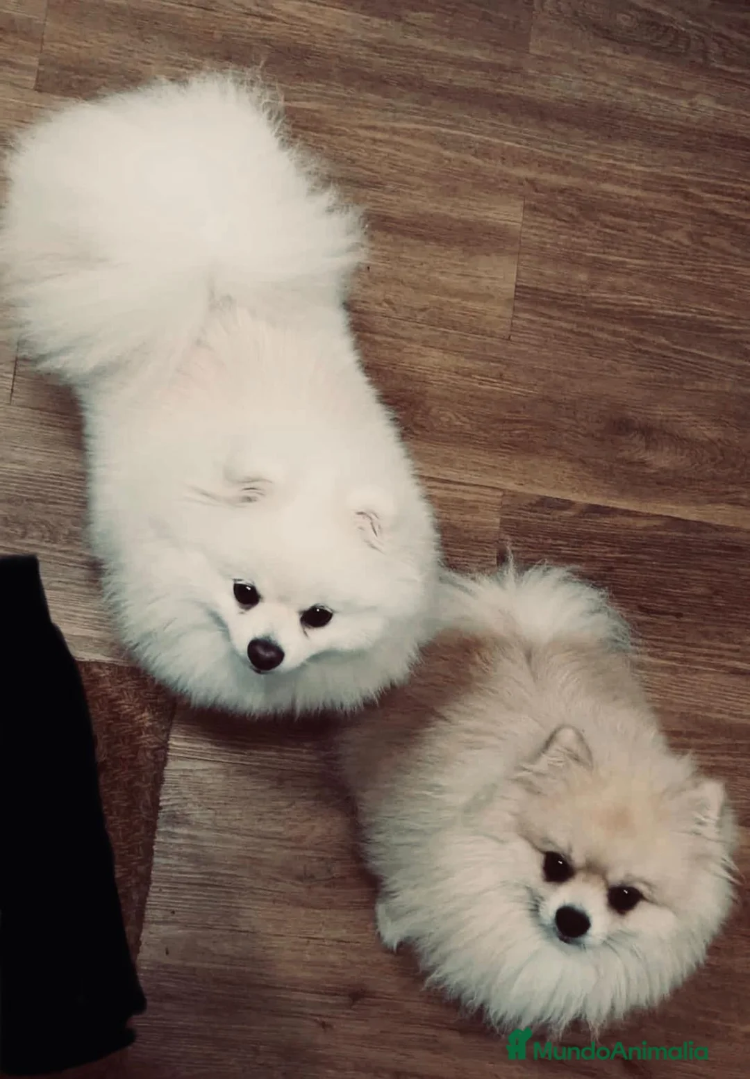 Pomerania perros en venta: Pomerania toy - Anuncio 5