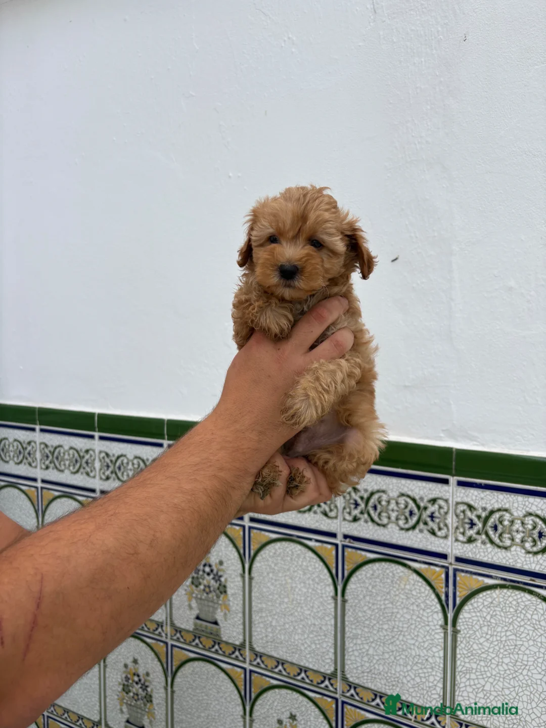 Caniche Toy perros en venta: Caniches Toy  - Anuncio 2