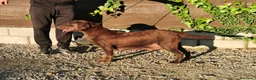 Labrador Retriever perros en venta: LABRADOR CHOCOLATE DISPONIBLE - Anuncio 4