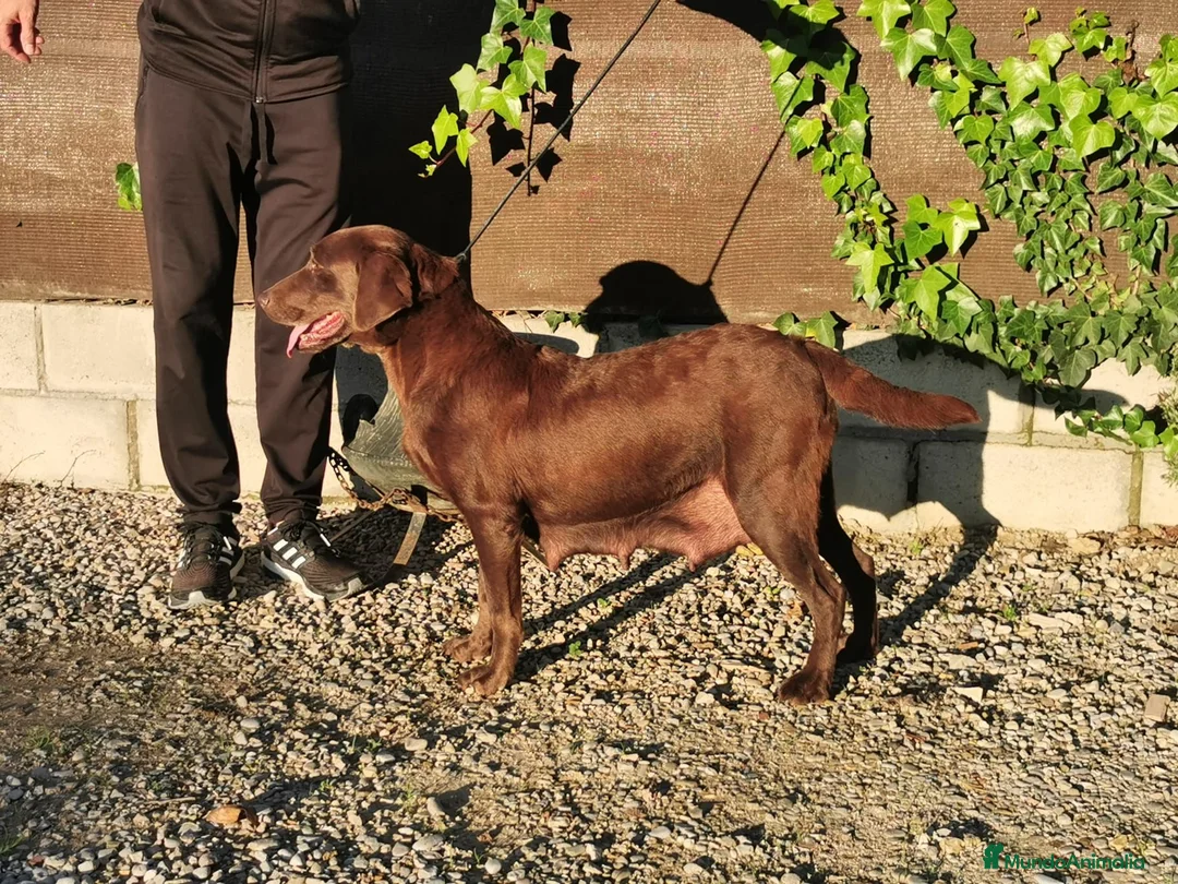 Labrador Retriever perros en venta: LABRADOR CHOCOLATE DISPONIBLE - Anuncio 4