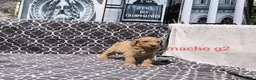 Caniche Gigante perros en venta: Caniches gigantes  - Anuncio 16