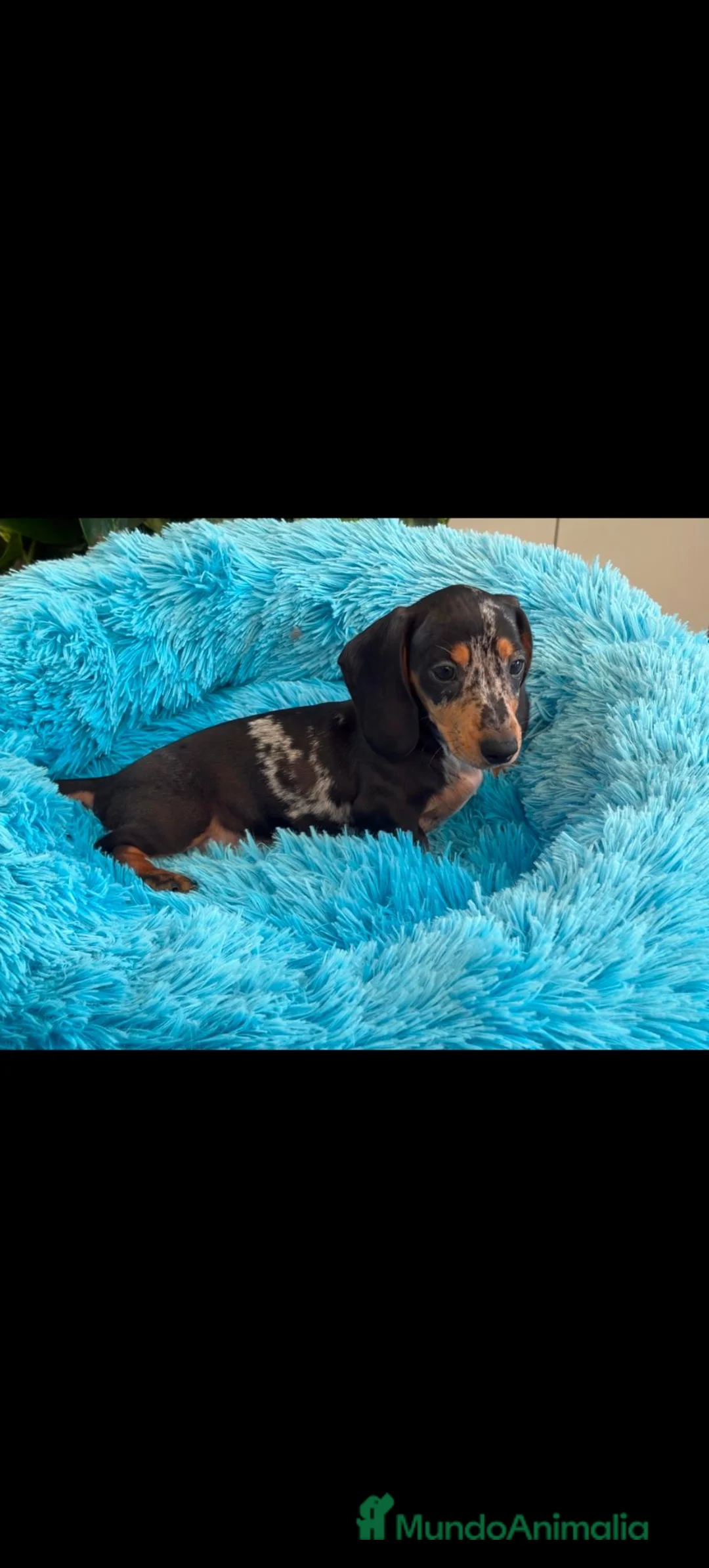 Teckel Miniatura perros en venta: Disponible Teckels de Calidad  - Anuncio 2