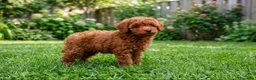 Caniche Toy perros en venta: 618298958 caniche toy 2 meses  - Anuncio 2
