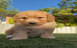 Perro de Agua Español perros en venta: PERRO DE AGUA ESPAÑOL  - Imagen 3