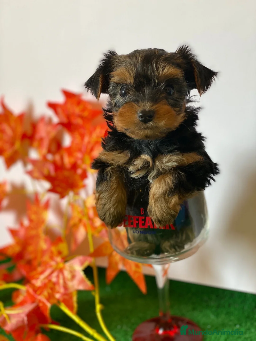 Yorkshire Terrier perros en venta: YORKSHIRE TOY //// DISPONIBLES !!!! en Badajoz - Anuncio 2