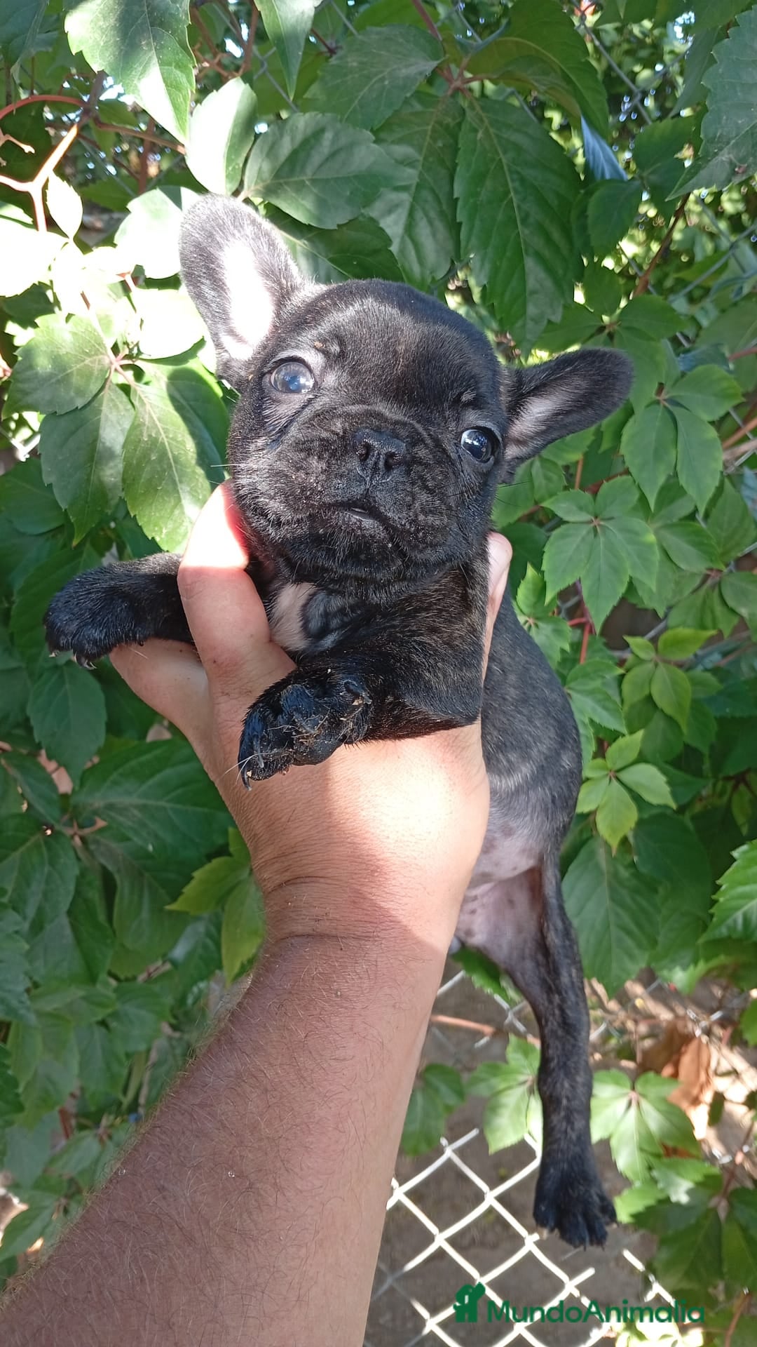 Bulldog Francés perros en venta: Bulldog Francés Hembra - Imagen 6