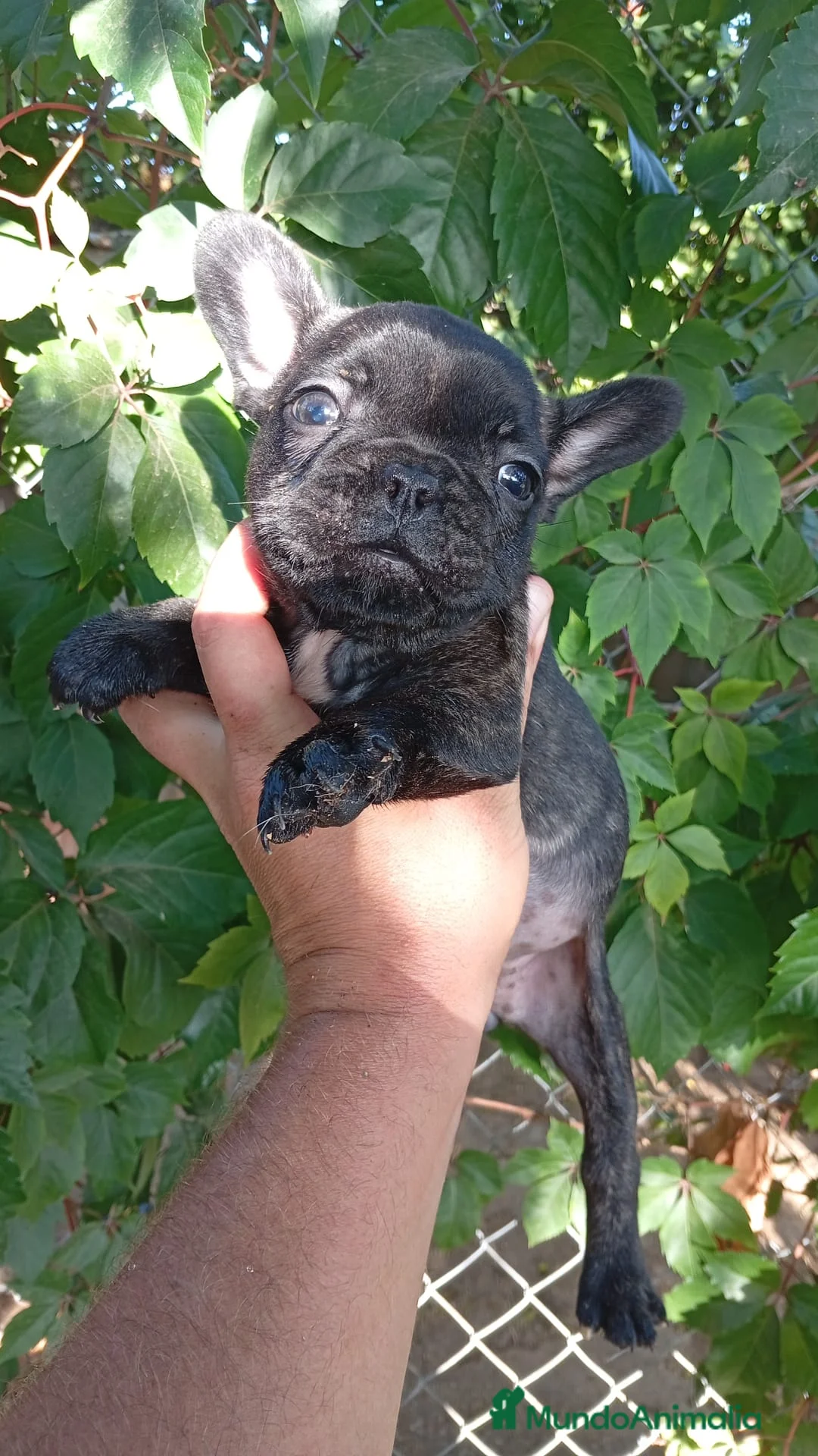 Bulldog Francés perros en venta: Bulldog Francés Hembra - Anuncio 6