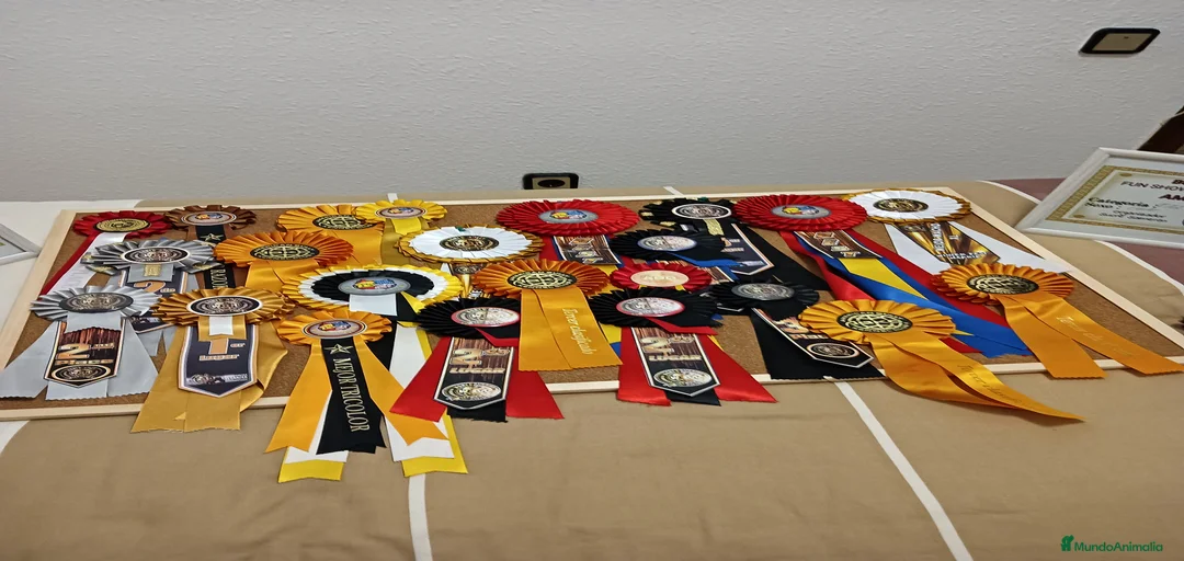 Imagen de galería {{count}}