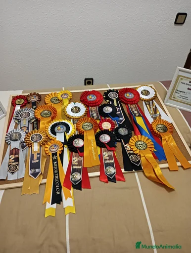 Imagen de galería {{count}}