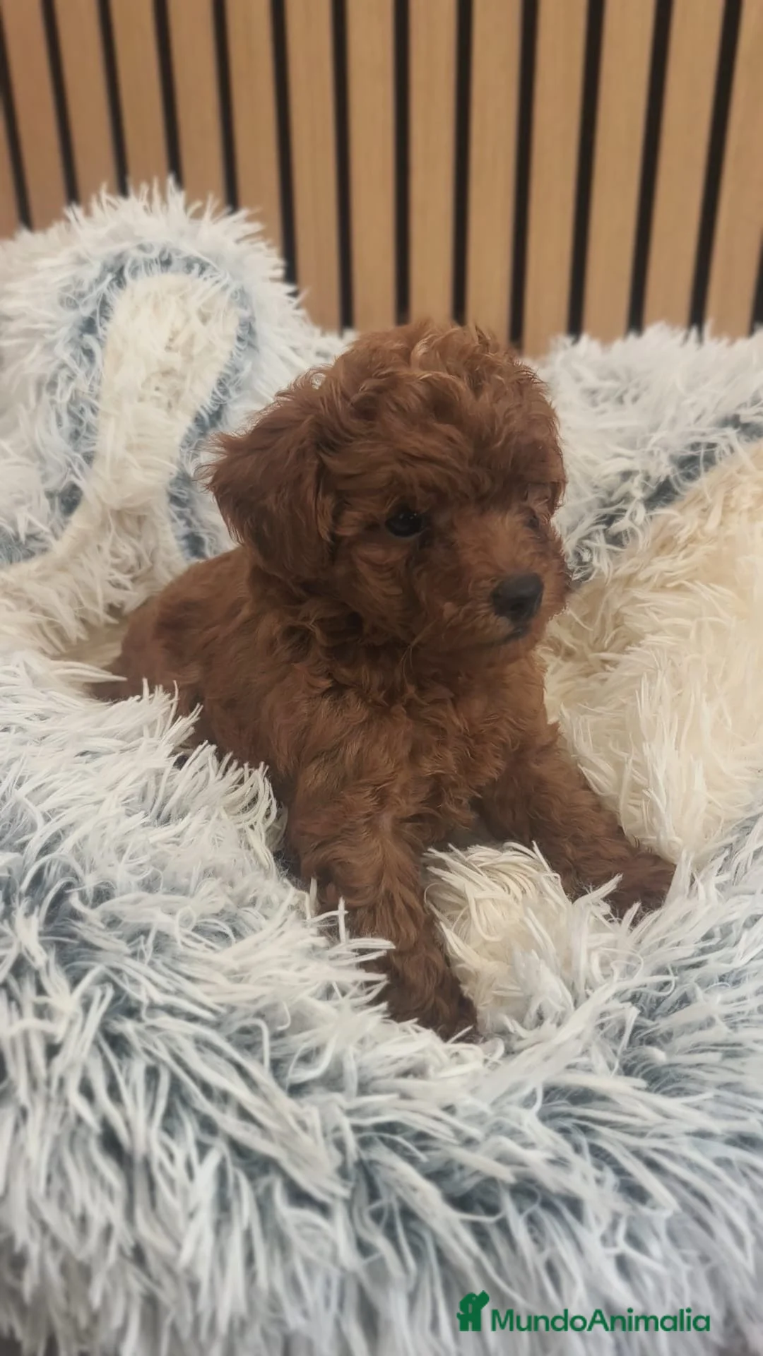 Caniche Toy perros en venta: Caniche toy - Anuncio 2
