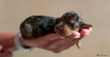 Teckel perros en Valencia - Anuncio 2