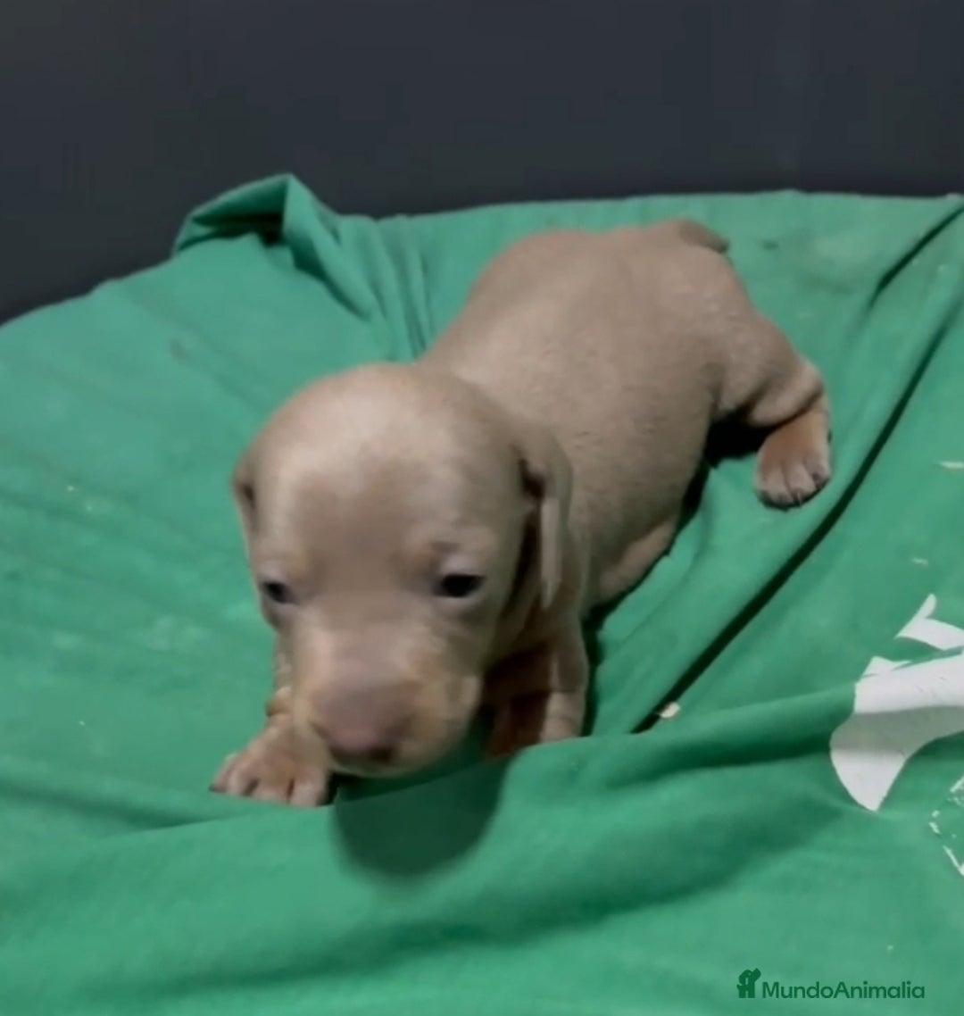 Teckel perros en venta: Teckel Mini - Anuncio 10