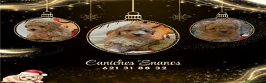 Caniche Toy 7