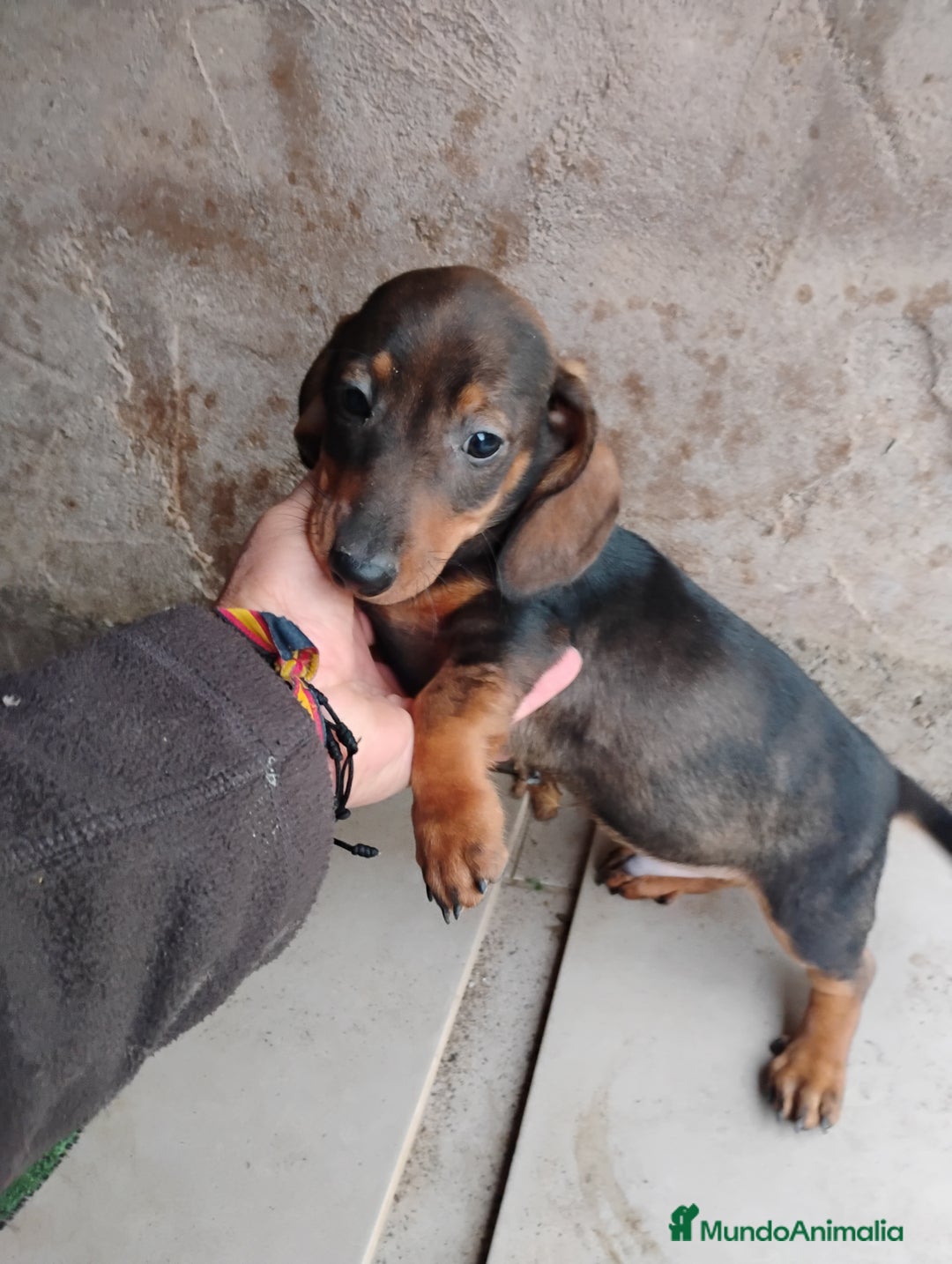 Teckel Miniatura perros en venta: Teckel cachorro macho  - Imagen 3