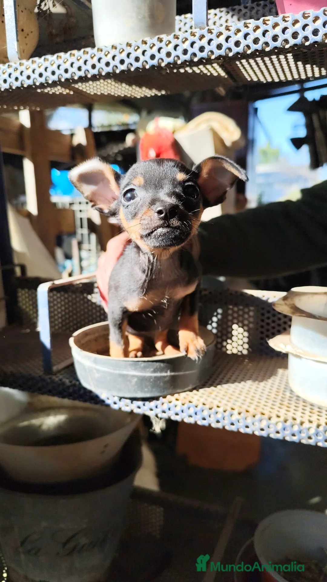 Pinscher Miniatura perros en venta: Mini Pincher  en Sevilla - Anuncio 2