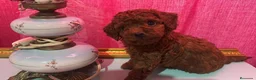 Caniche Toy perros en venta: Caniche rojo - Anuncio 2