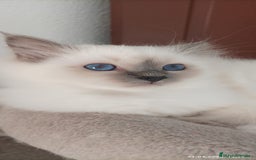 Sagrado de Birmania gatos en venta: Sagrado de Birmania - Imagen 4