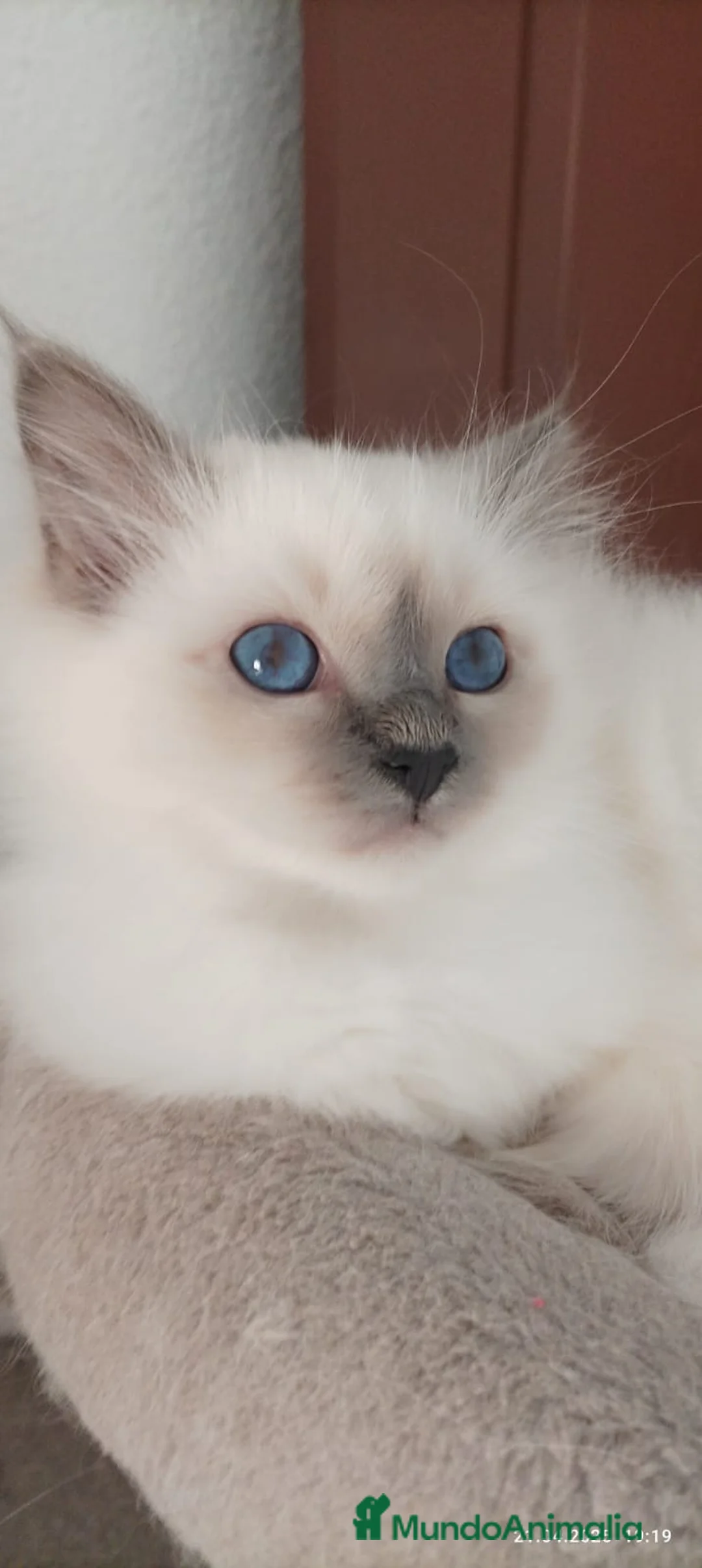 Sagrado de Birmania gatos en venta: Sagrado de Birmania - Anuncio 4