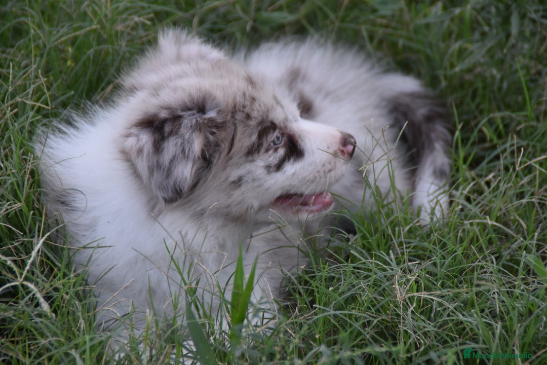 Border Collie perros en venta: MACHO rojo mirlo de Border Collie - Imagen 15