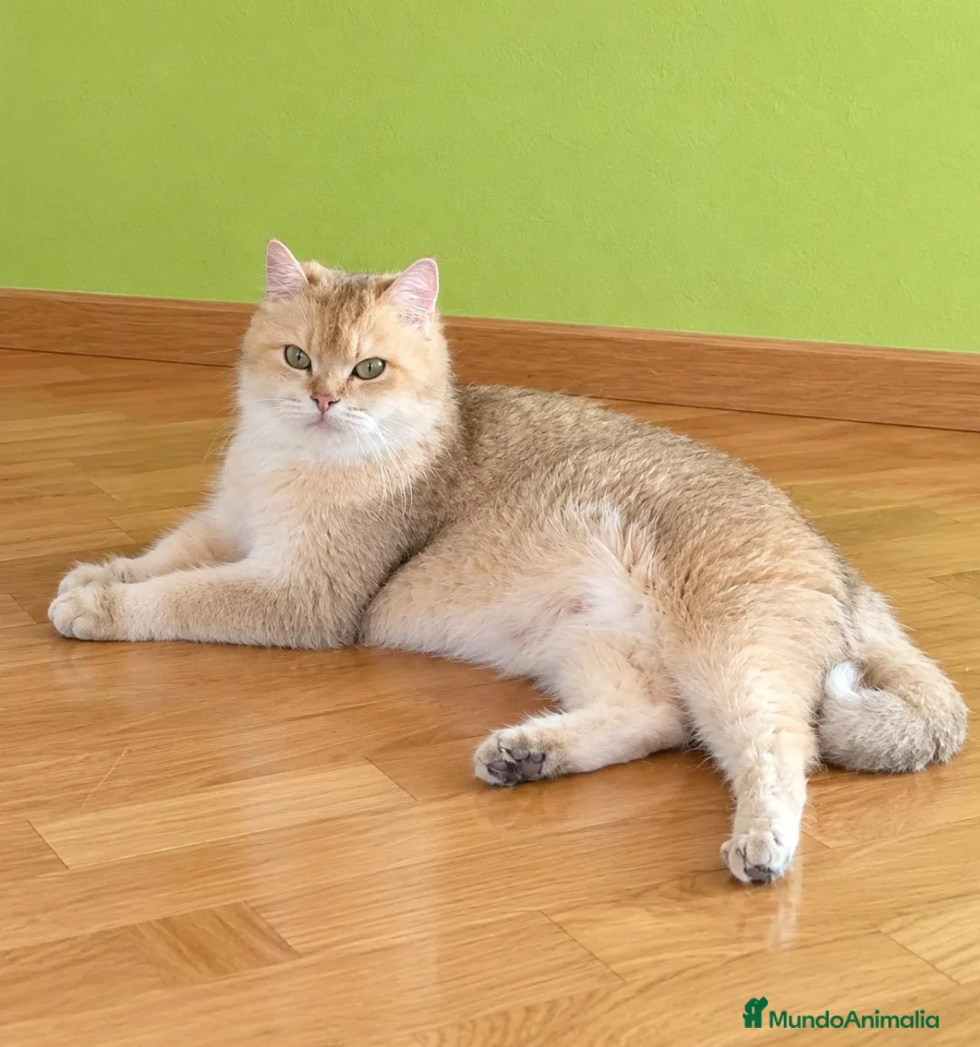 Británico de Pelo Corto gatos en venta: British short hair golden-tabby en Valencia - Anuncio 7