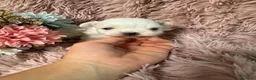 Bichón Maltés perros en venta: BICHON MALTES DEL VALLE  - Anuncio 2