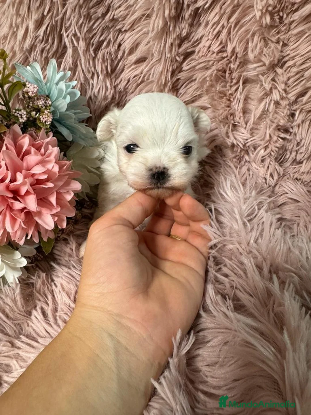 Bichón Maltés perros en venta: BICHON MALTES DEL VALLE  - Anuncio 2