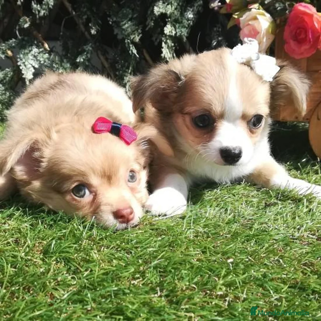 Imagen de galería {{count}}