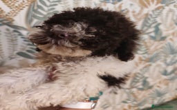 Perro de Agua Español perros en venta: Rabon de nacimiento ❗❗ - Imagen 3