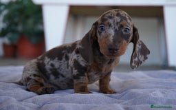 Teckel Miniatura perros en venta: 🐾 Curry – Teckel miniatura Merlé chocolate 🍫 - Imagen 5